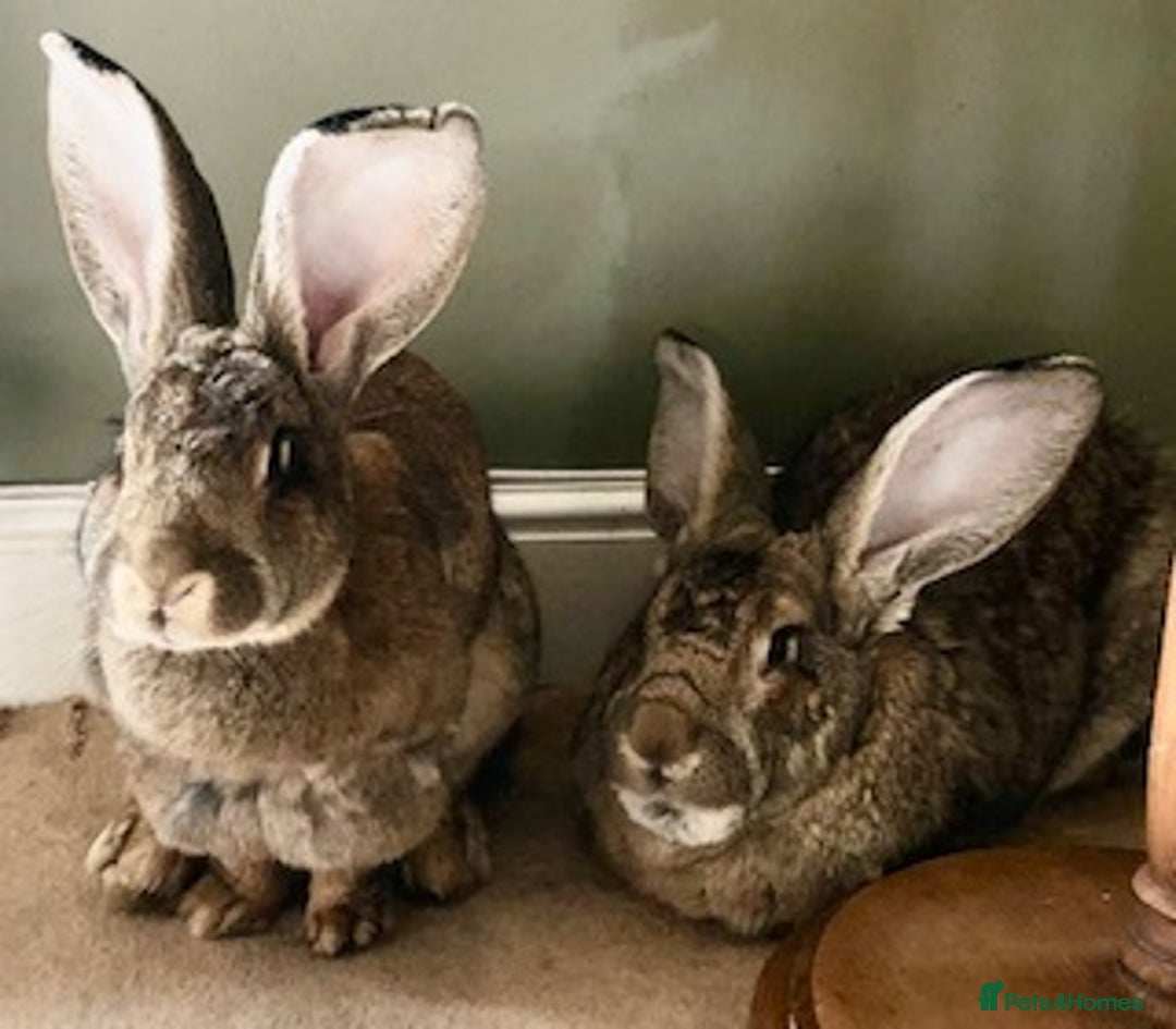 Continental Giant rabbits for sale: Unspayed Continental Giant needs adopting - Image 3