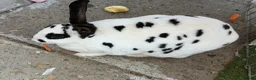 English Spot rabbits for sale: English spotted Rabbit  - Advert 5