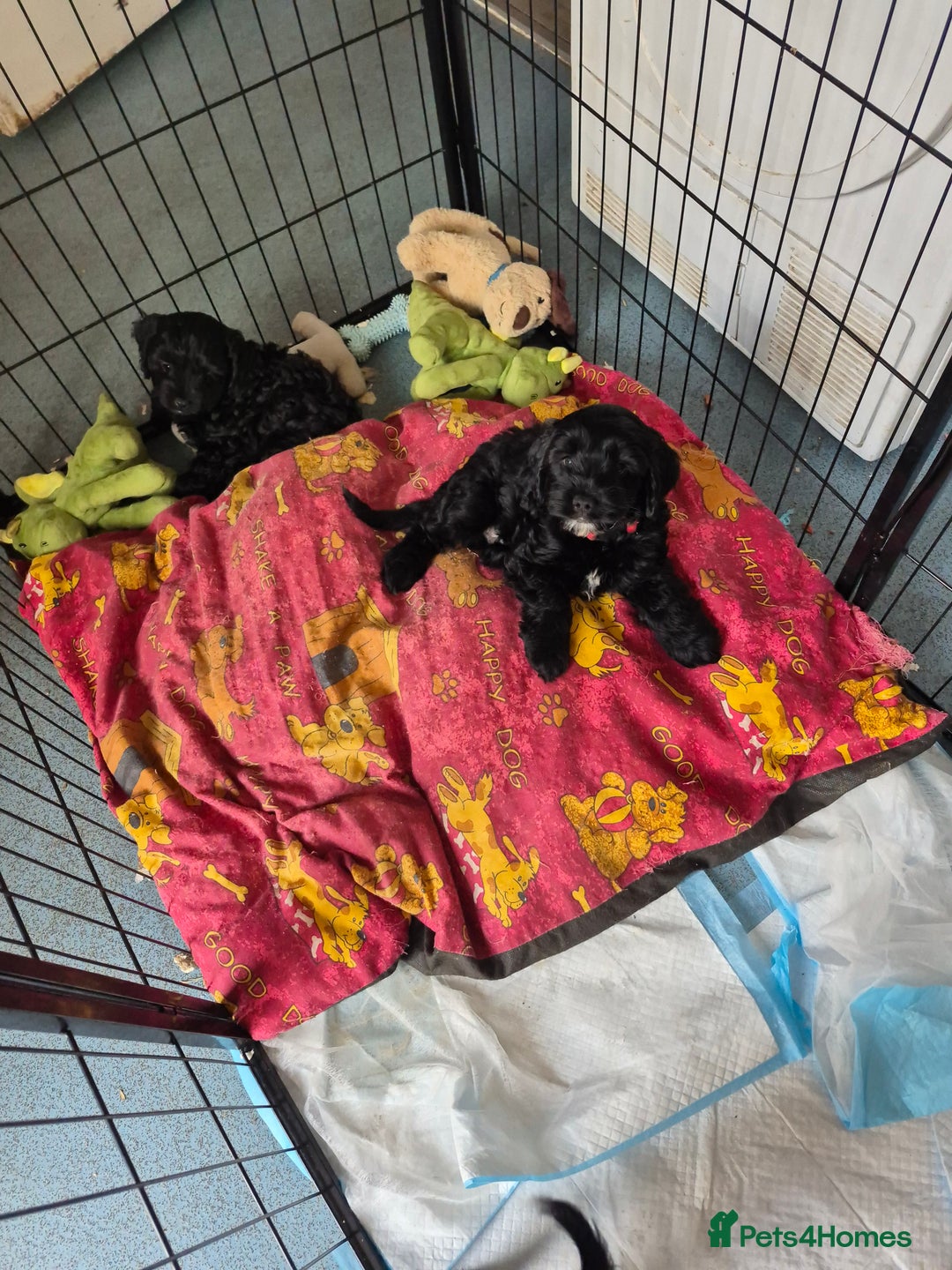Mixed Breed dogs for sale: Black cockapoo - Image 2