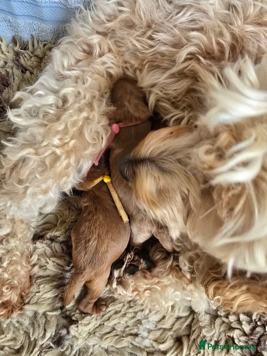 Cockapoo dogs for sale:  Toy cockerpoo health tested licensed Breeder  - Advert 1