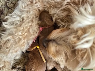 Cockapoo dogs Toy cockerpoo health tested licensed Breeder - Advert 1