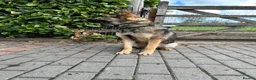 German Shepherd dogs for sale: ZEUS AND LUNA 2 GERMAN SHEPHERDS 8 MONTHS OLD  - Advert 5