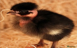 Chickens poultry for sale:  chicks available now! in Melksham - Image 1