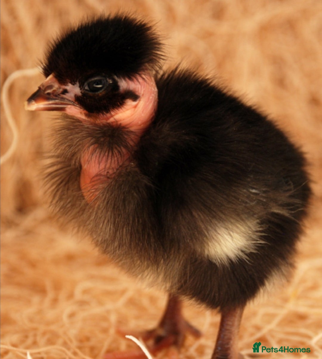 Chickens poultry for sale:  chicks available now! in Melksham - Image 1