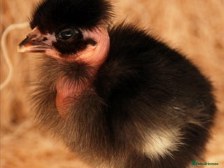 Chickens poultry in Melksham - Advert 8