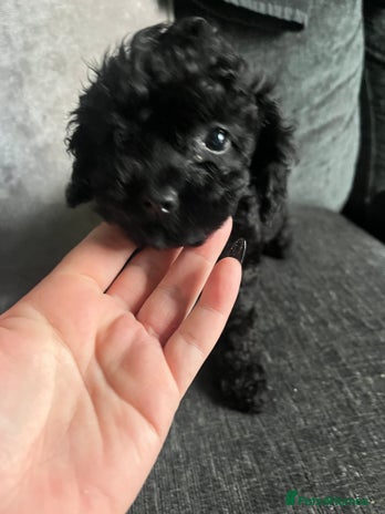 Cockapoo dogs - Advert 1