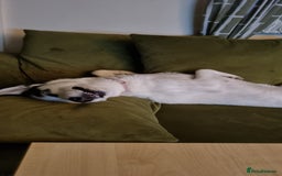 Mixed Breed dogs for sale: Dalsky looking for forever home - Image 10
