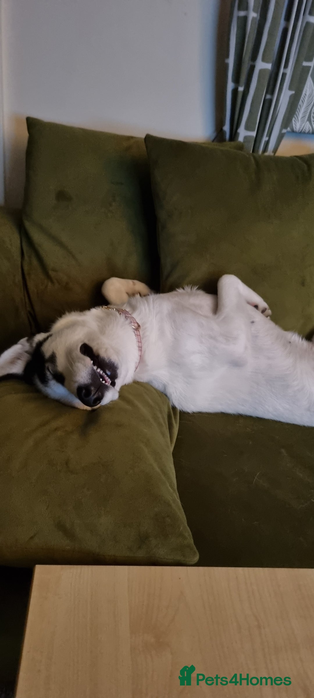 Mixed Breed dogs for sale: Dalsky looking for forever home - Image 10