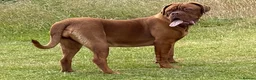 Dogue De Bordeaux dogs for sale: Belgiums Bordeaux’s  in Edinburgh - Advert 20