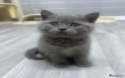 British Shorthair cats for sale: Stunning fluffy British short haired kittens  - Image 9
