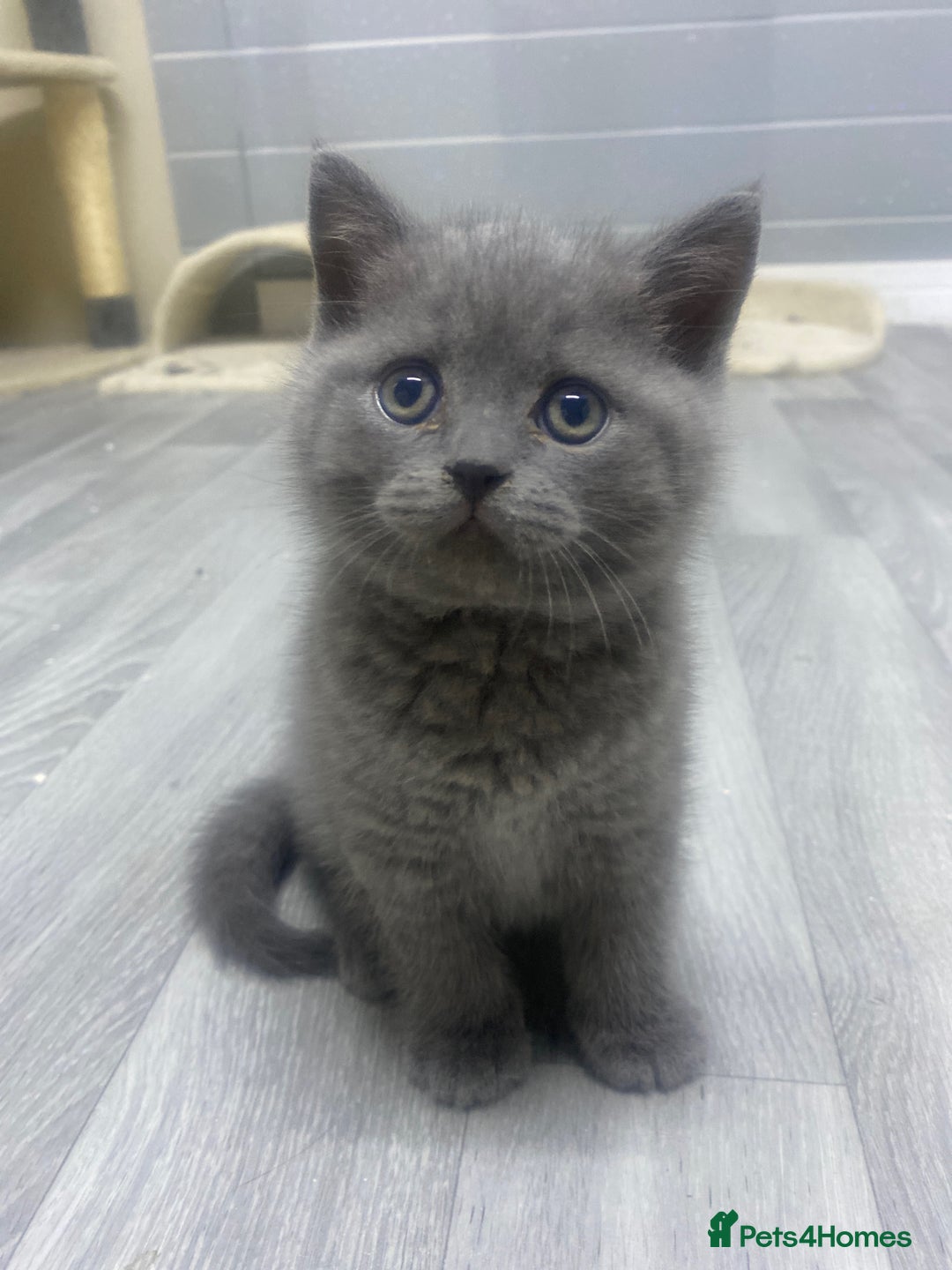 British Shorthair cats for sale: Stunning fluffy British short haired kittens  - Image 9