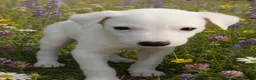 Lurcher dogs for sale: Beautiful Lurcher pups - Advert 23