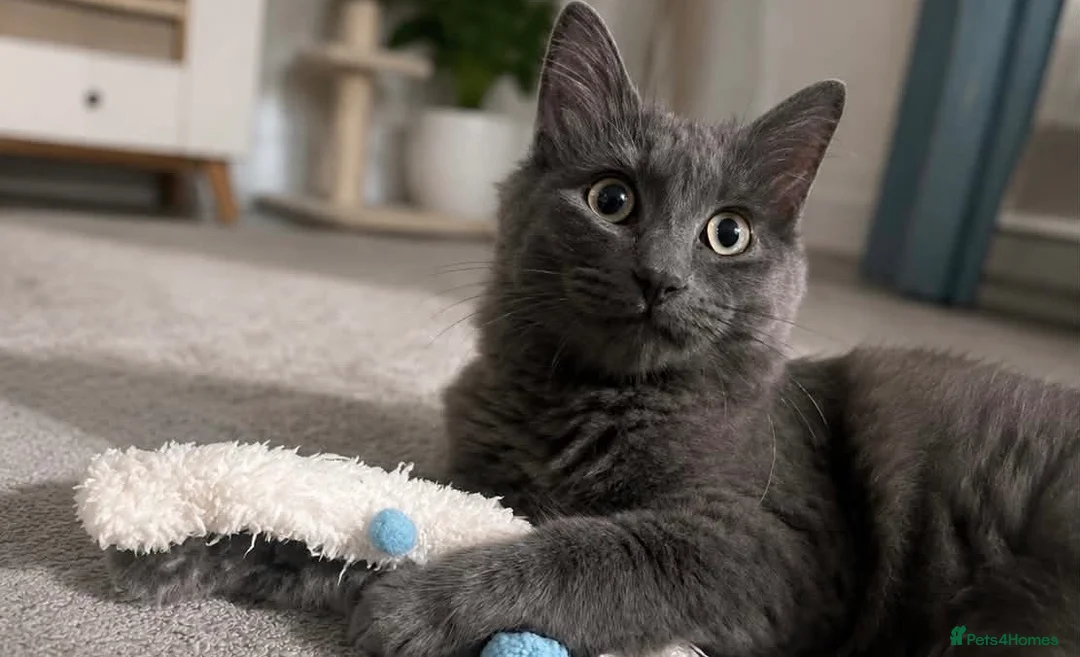 Russian Blue cats for sale: Stunning russian blue x ragdoll  in Bradford - Advert 3