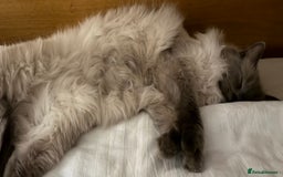 Ragdoll cats for sale: Two beautiful Ragdoll Cats for a New Loving Home - Image 4