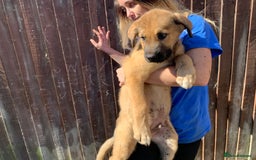 Mixed Breed dogs for sale: Cane corso X Alaskan malamute surprise litter  - Image 23