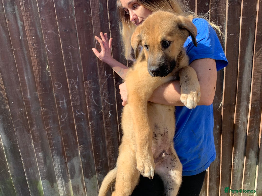 Mixed Breed dogs for sale: Cane corso X Alaskan malamute surprise litter  - Image 23