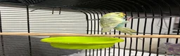 Budgerigars birds for sale: One single budgie for sale  in Barnsley - Advert 2