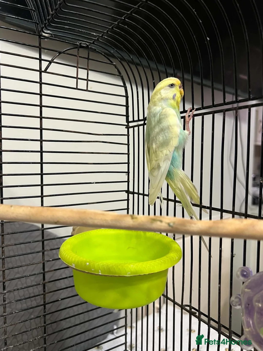Budgerigars birds for sale: One single budgie for sale  in Barnsley - Advert 2