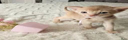 Abyssinian cats for sale: Beautiful Abyssinian Kittens  - Advert 26
