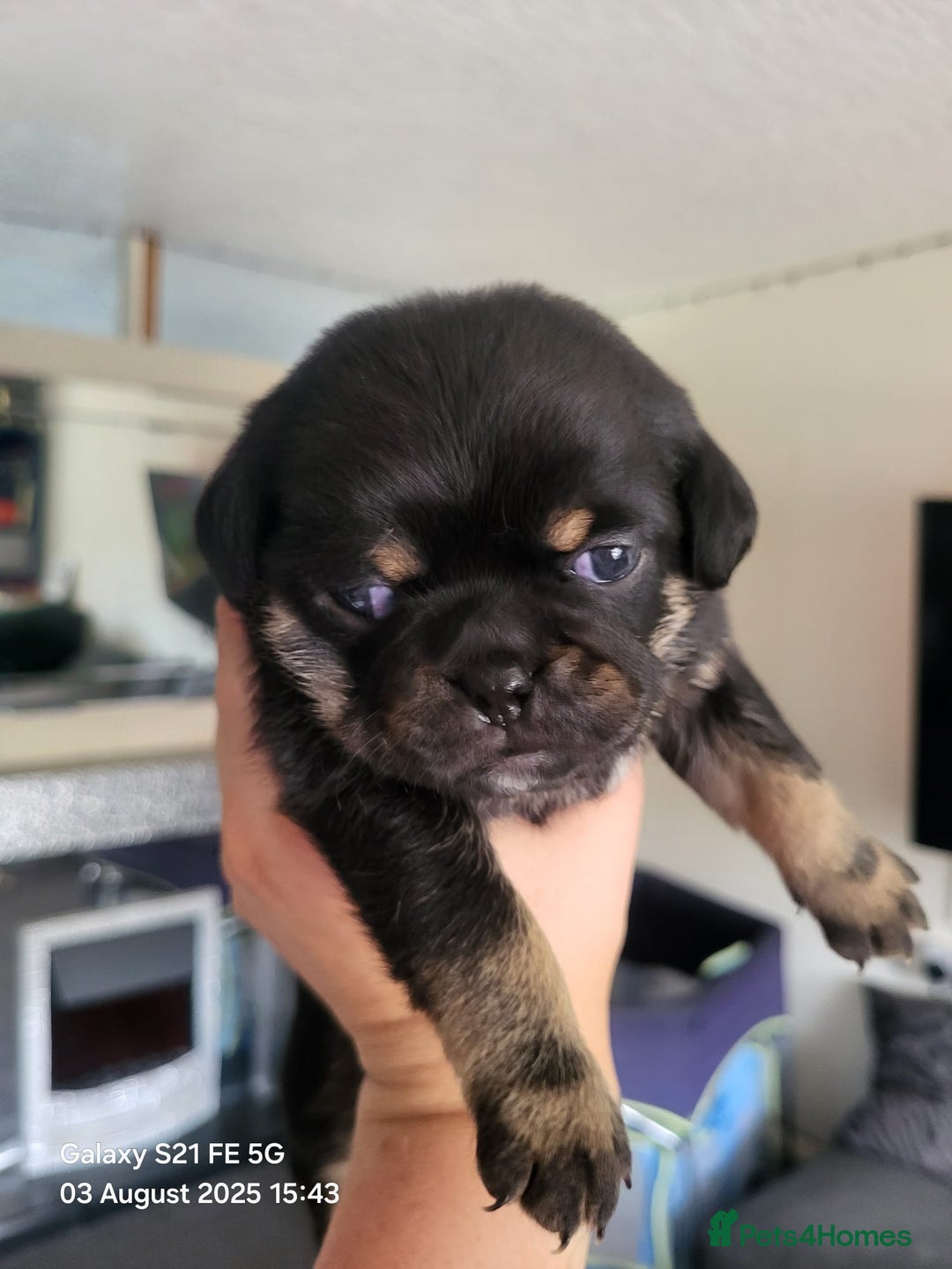 Jug dogs for sale: Jug puppies  - Image 2