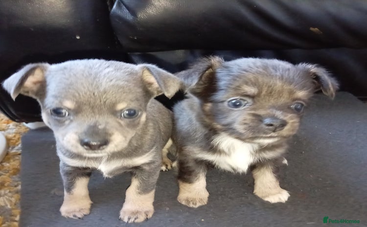 Chihuahua dogs for sale - Advert 3