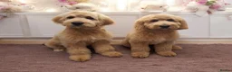Goldendoodle dogs for stud: Goldendoodle for Stud - Advert 28