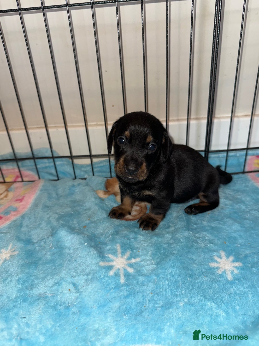 Dachshund dogs for sale: BEAUTIFUL DACHSHUND PUPPIES 🐾 - Image 4