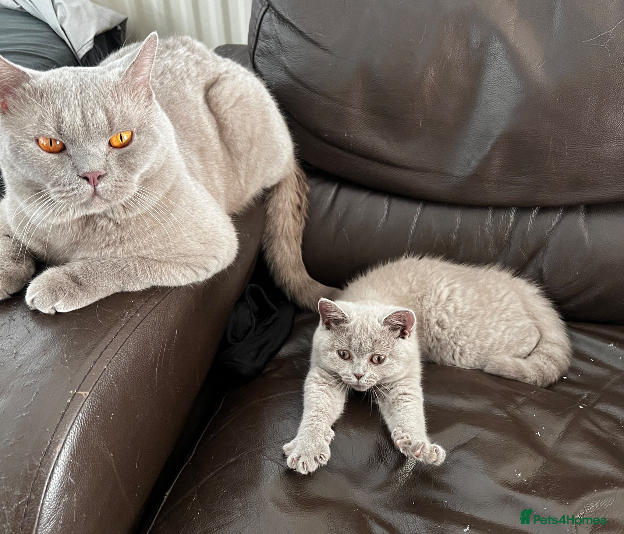 British Shorthair cats 3 British shorthair girls - Advert 2