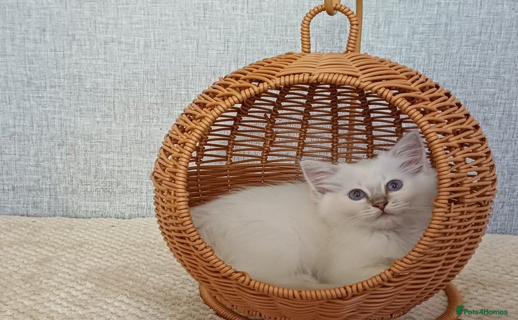 Ragdoll cats - Advert 10