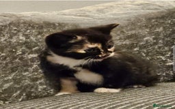 Mixed Breed cats for sale: Beautiful British shorthair kittens - Image 1