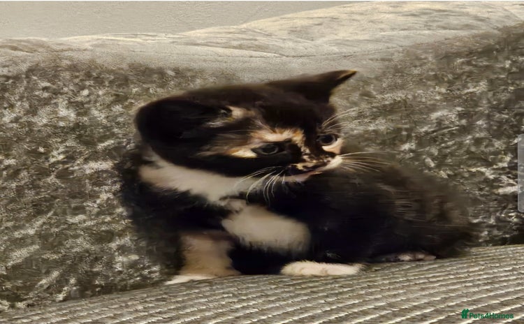 Mixed Breed cats - Advert 10
