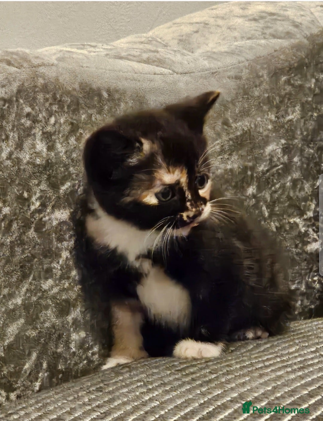 Mixed Breed cats for sale: Beautiful British shorthair kittens - Image 1