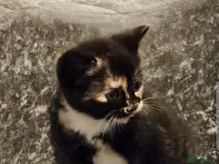 Mixed Breed cats - Advert 25