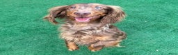 Dachshund dogs for sale: KC Registered Standard Long Hair Dachshund Puppies - Advert 13