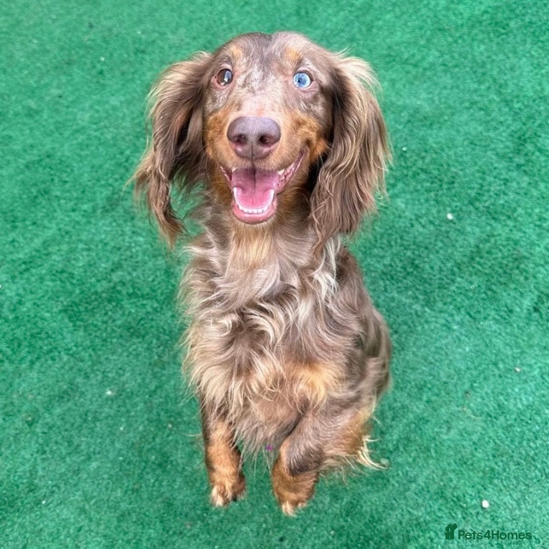 Dachshund dogs for sale: KC Registered Standard Long Hair Dachshund Puppies - Advert 13