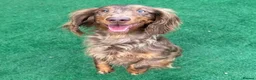Dachshund dogs for sale: 1 BOY LEFT KC Registered Longhair Dachshund Puppy - Advert 8