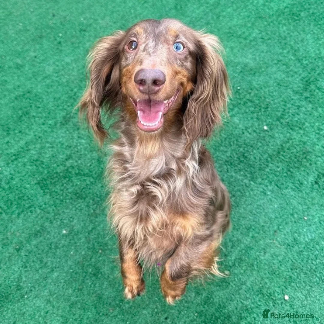 Dachshund dogs for sale: 1 BOY LEFT KC Registered Longhair Dachshund Puppy - Advert 8