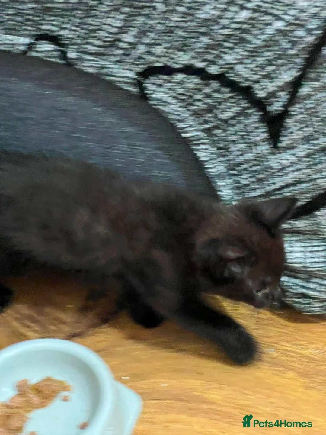 Mixed Breed cats for sale: Mixed Tabby kittens in London - Advert 2