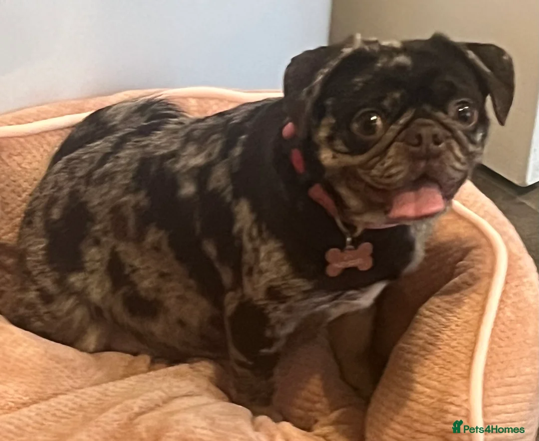 Pug dogs for sale: Beautiful Chocolate Merle female  - Advert 4