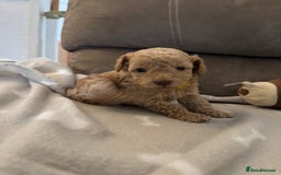Labradoodle dogs for sale: Miniature Labradoodle puppies - Image 22