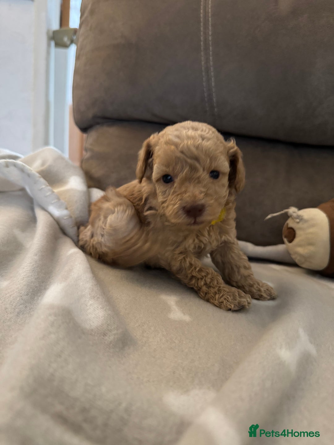 Labradoodle dogs for sale: Miniature Labradoodle puppies - Image 22