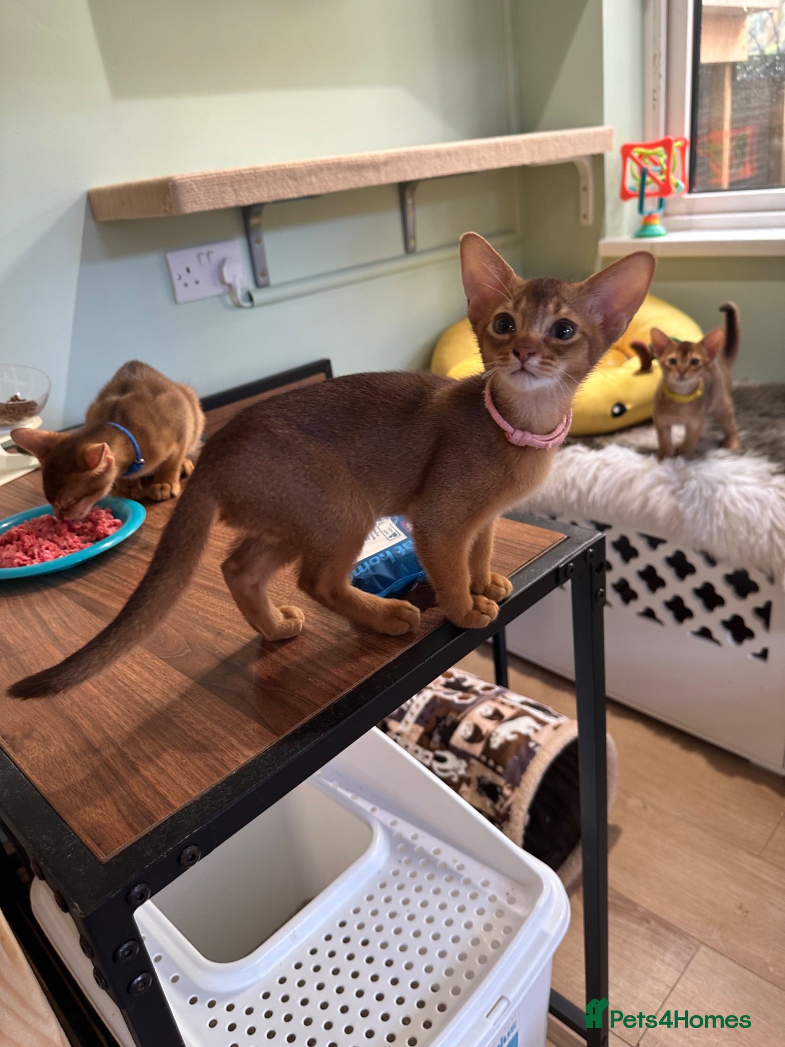 Abyssinian cats Abyssinian kittens  - Advert 10