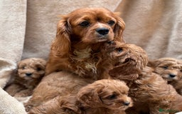 Cavapoo dogs for sale: Cavapoo *Ready 15th Nov* - Image 8