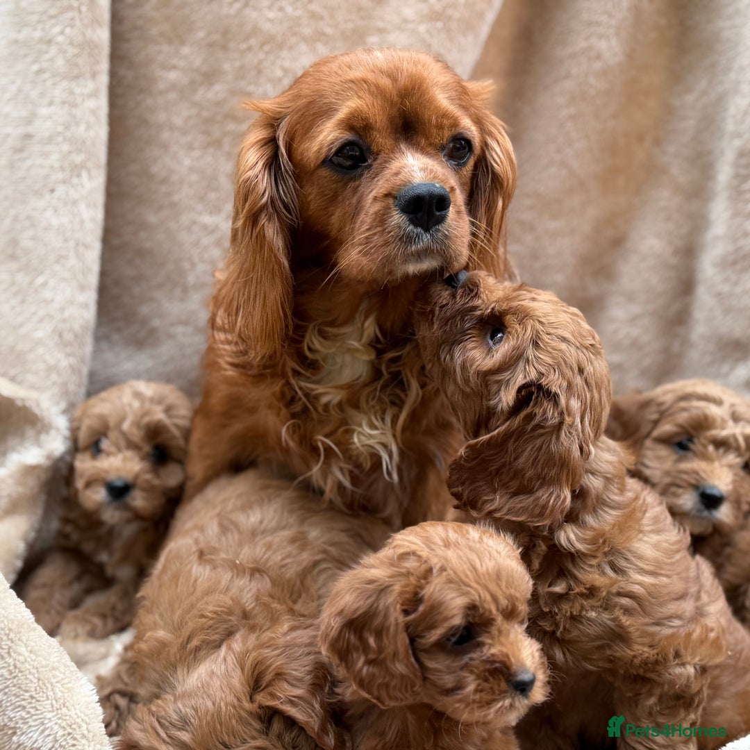 Cavapoo dogs for sale: Cavapoo *Ready 15th Nov* - Image 8