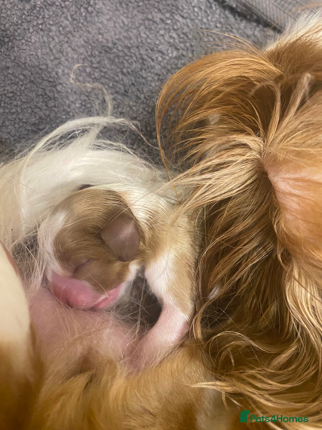 Cavalier King Charles Spaniel dogs for sale: King Charles Spaniel boy - Advert 3