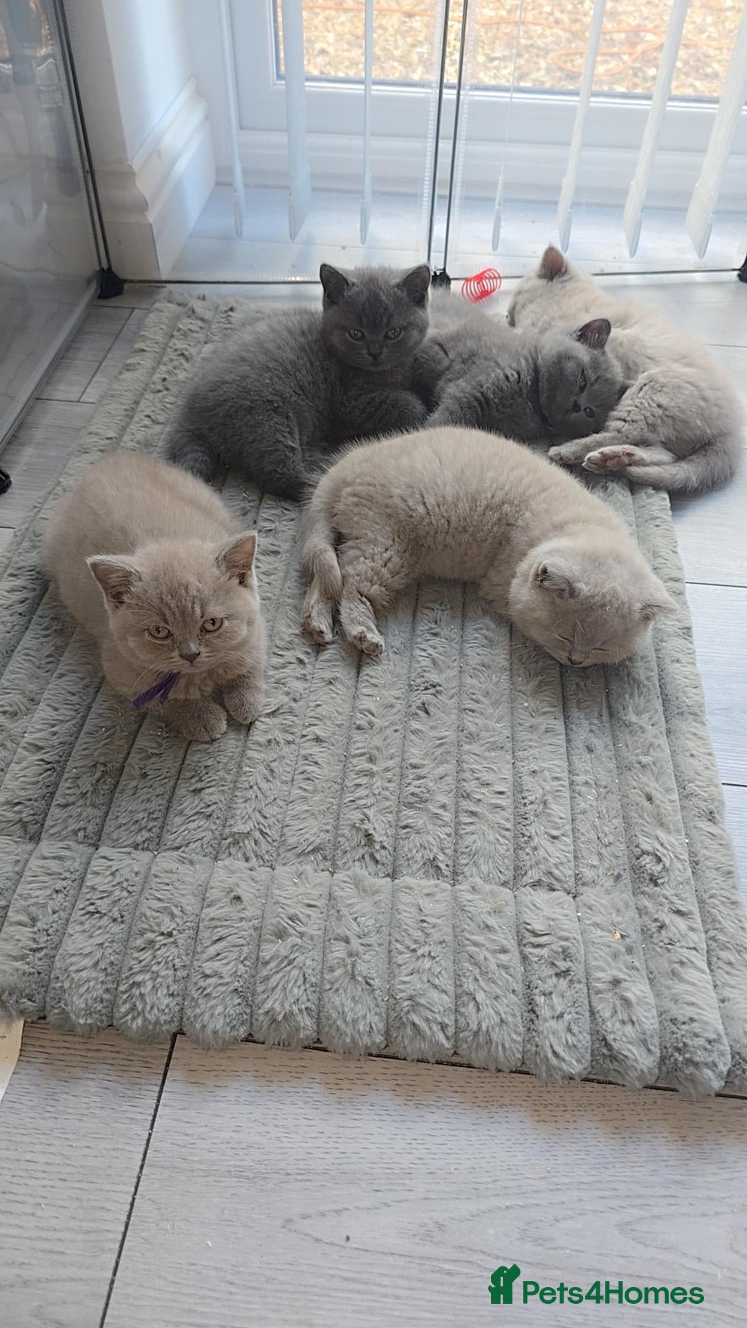 British Shorthair cats British shorthair kittens - champion bloodlines  - Advert 2