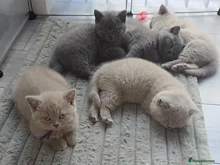 British Shorthair cats British shorthair kittens - ONLY 2 LEFT - Advert 3