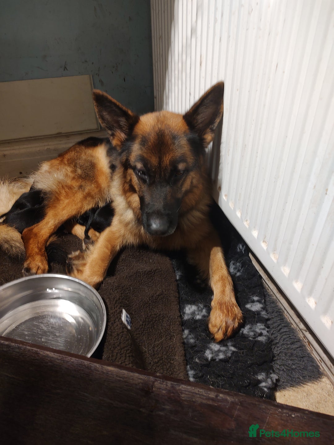 Mixed Breed dogs for sale: Shollie Puppies - GSD/short Haired Border Collie  - Advert 7