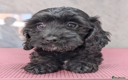 Cockapoo dogs for sale: Ready now, gorgeous health tested F1 cockapoos - Image 7