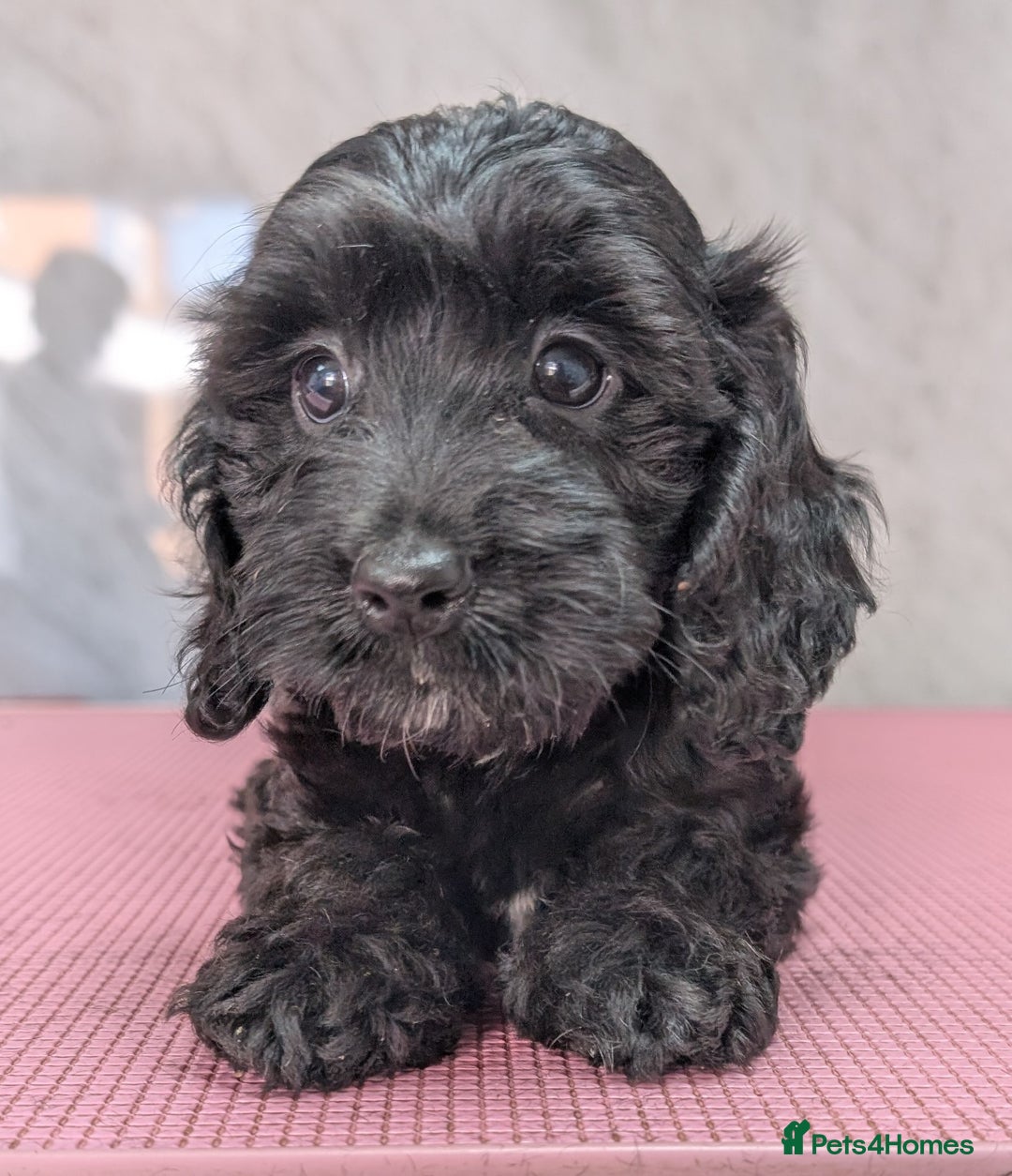 Cockapoo dogs for sale: Ready now, gorgeous health tested F1 cockapoos - Image 7